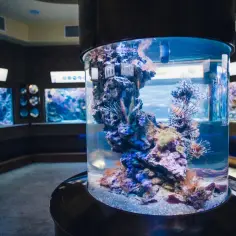 Kolumnowy zbiornik z rybami-lwiogrzbietami i koralowcami to jedna z głównych atrakcji oceanarium w Gdańsku.