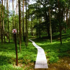 Drewniana ścieżka w lesie, idealna na spacer z dziećmi. Bory Tucholskie oferują wiele atrakcji dla najmłodszych.