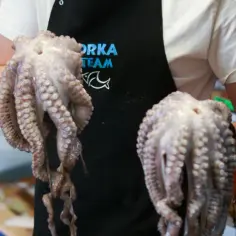 Gdzie kupić ośmiornice: Najlepsze sklepy i ceny - Poradnik