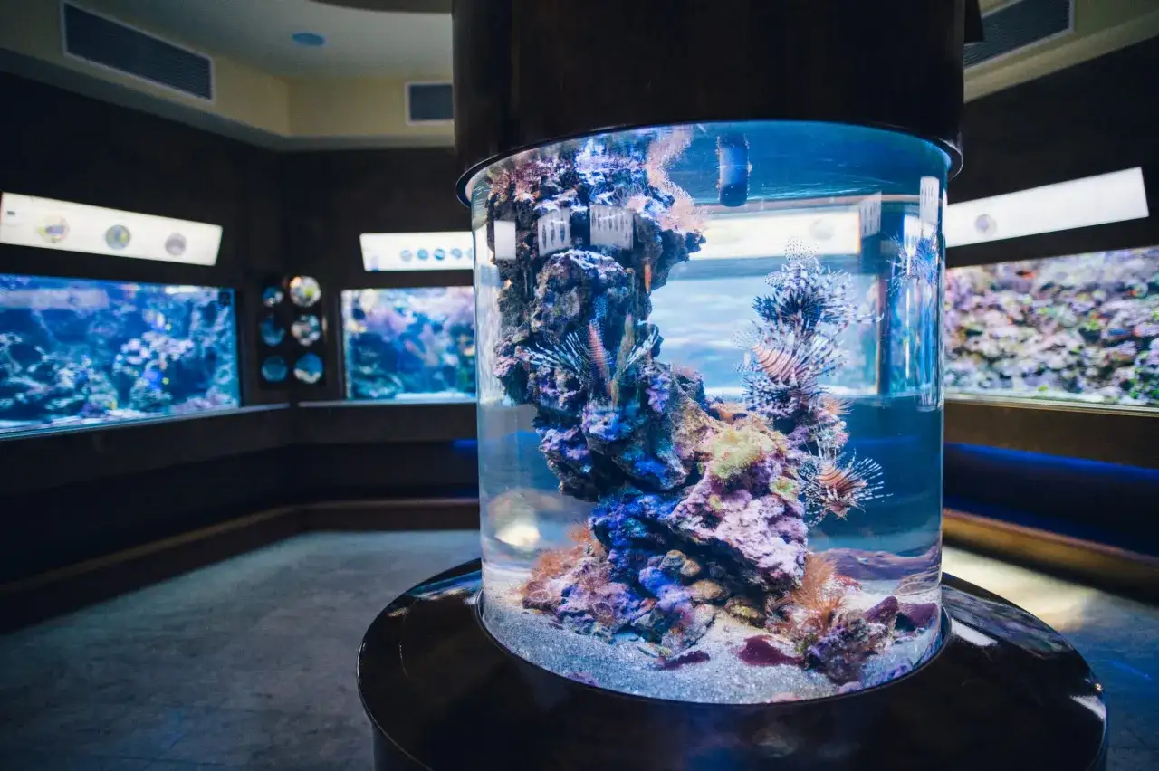 Kolumnowy akwarium z rybami skrzydlicami i koralowcami to jedna z atrakcji Oceanarium Gdańsk.