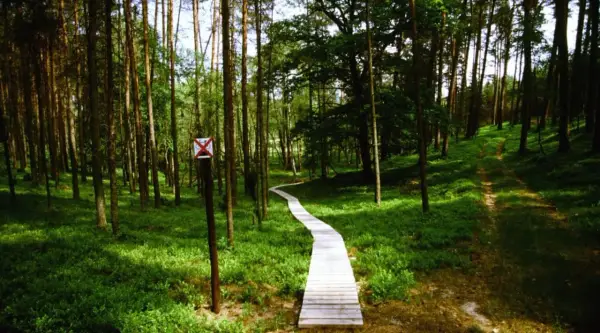 Bory Tucholskie z dziećmi - Sprawdź, co zwiedzić!