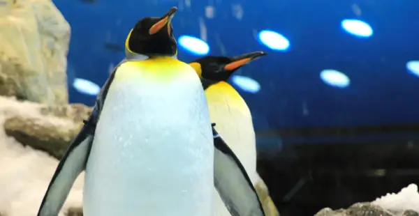 Loro Parque Teneryfa - Przewodnik: Co warto zobaczyć i jak planować?