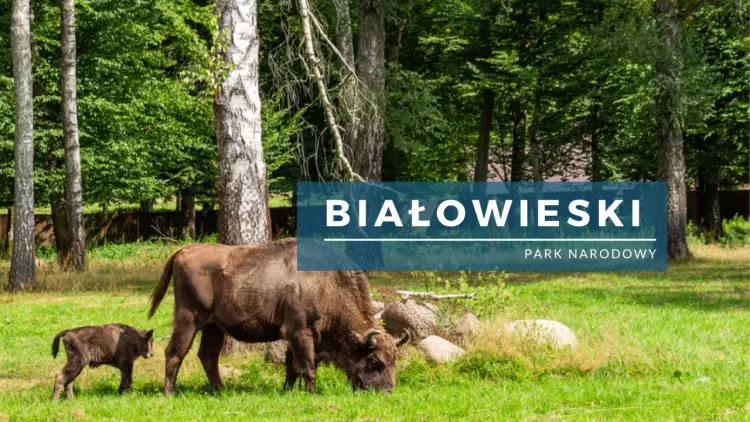 Białowieski Park Narodowy - atrakcje, szlaki i ciekawostki